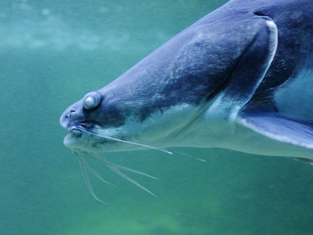 The Best Fishing Pliers