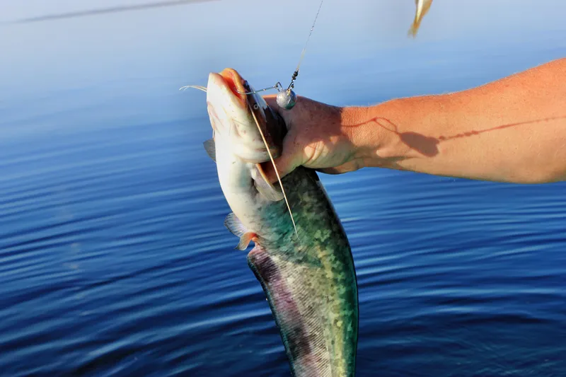 Fisherman Holding Catfish