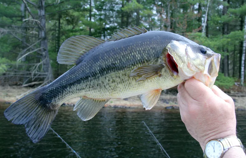 Largemouth Bass: Best Rigs & Techniques