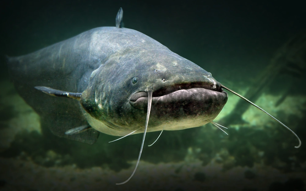 Summer Channel Catfish Under Water